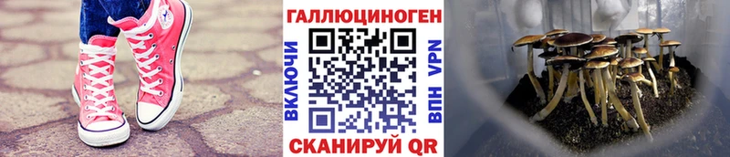 площадка какой сайт  Братск  Галлюциногенные грибы прущие грибы 